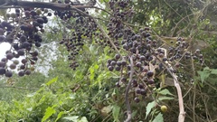 Vitis berlandieri