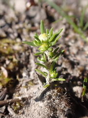 Siloxerus multiflorus