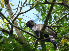 Spizaetus tyrannus