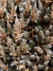 Selaginella rupestris