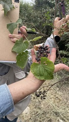 Vitis berlandieri