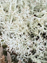 Cladonia uncialis
