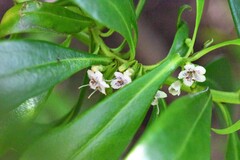 Myoporum