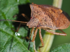 Euschistus servus euschistoides