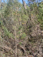 Pultenaea scabra