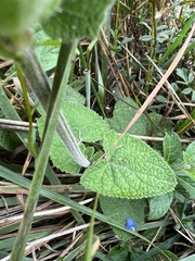 Salvia palifolia