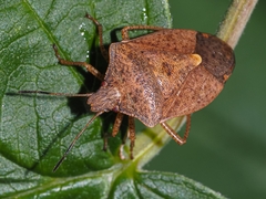 Euschistus servus euschistoides