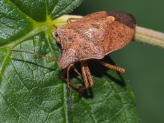 Euschistus servus euschistoides