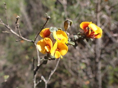 Pultenaea scabra