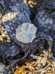 Crassostrea virginica