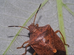 Euschistus servus euschistoides