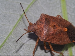 Euschistus servus euschistoides