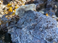 Crassostrea virginica