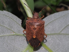 Euschistus servus euschistoides