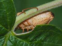 Euschistus servus euschistoides