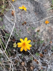 Wedelia hispida