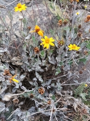 Wedelia hispida