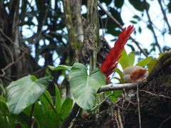 Vriesea