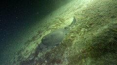 Tetronarce occidentalis