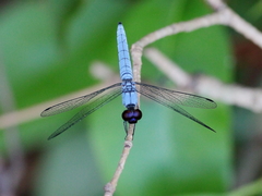 Brachydiplax duivenbodei