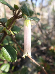Correa aemula