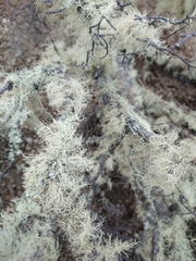 Usnea barbata