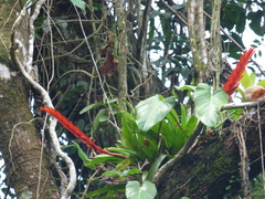 Vriesea