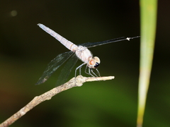 Brachydiplax duivenbodei
