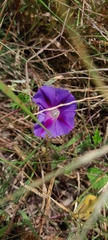 Ipomoea pubescens