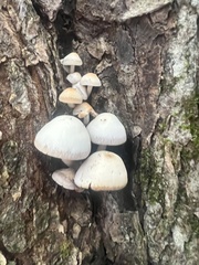 Volvariella bombycina