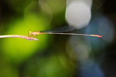 Teinobasis rufithorax