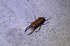 Prosopocoilus astacoides