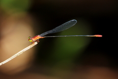 Teinobasis rufithorax