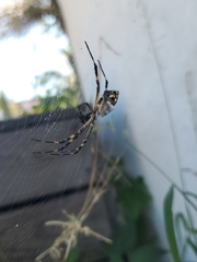 Argiope