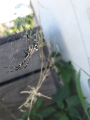Argiope