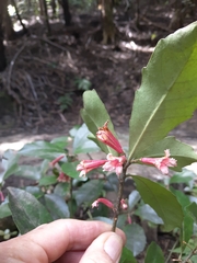 Alseuosmia macrophylla