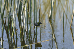 Tachuris rubrigastra