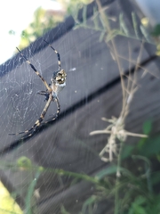 Argiope