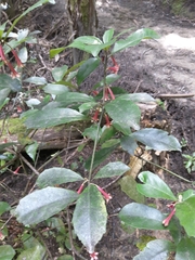 Alseuosmia macrophylla