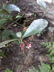 Alseuosmia macrophylla