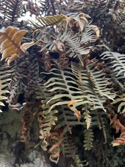 Polypodioideae