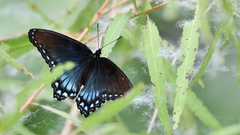 Limenitis arthemis arizonensis