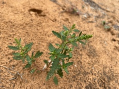 Haloragis odontocarpa