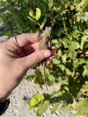 Agama picticauda