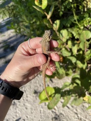 Agama picticauda