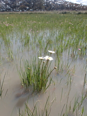 Allittia cardiocarpa