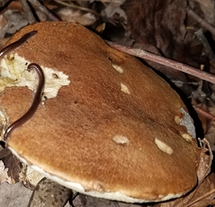 Polyporus radicatus