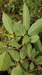 Moraceae