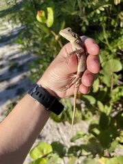 Agama picticauda