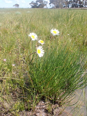 Allittia cardiocarpa